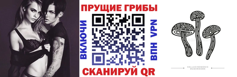 Купить  Верхняя Салда  Псилоцибиновые грибы Cubensis 